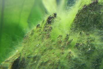 Diagnosing and Treating Algae in Tropical Aquariums - Green Hair Algae