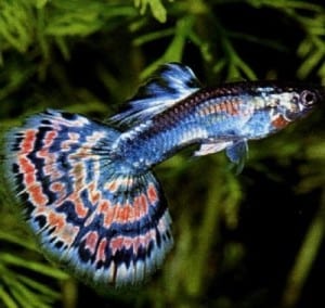 small exotic freshwater fish