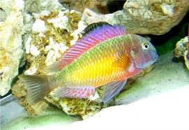 Tropheus Moorii Rainbow - Tropheus sp. Kasanga Tropical Fish