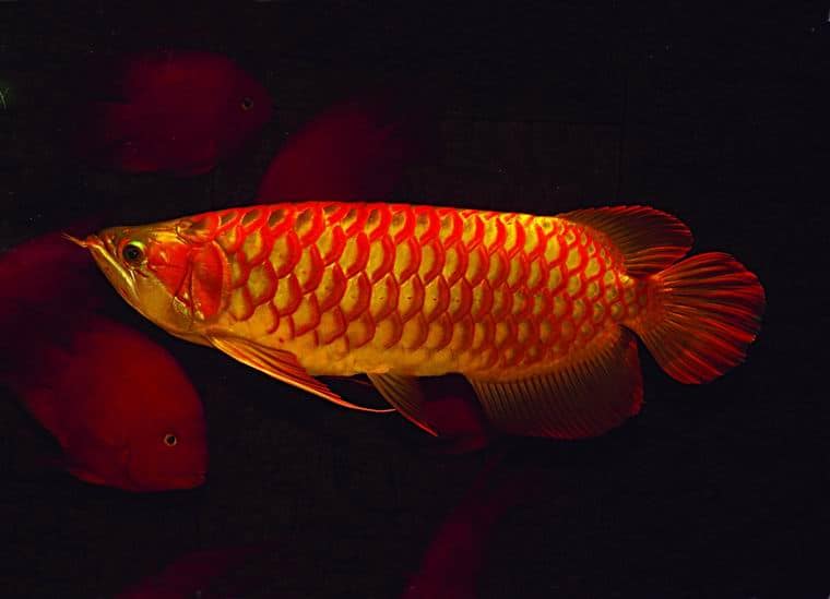 Chili Red Arowana  Scleropages Formosus  Tropical Fish Site