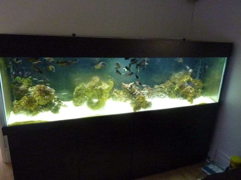 Tank before using JBL Aqua-T Handy Aquarium Glass Scraper