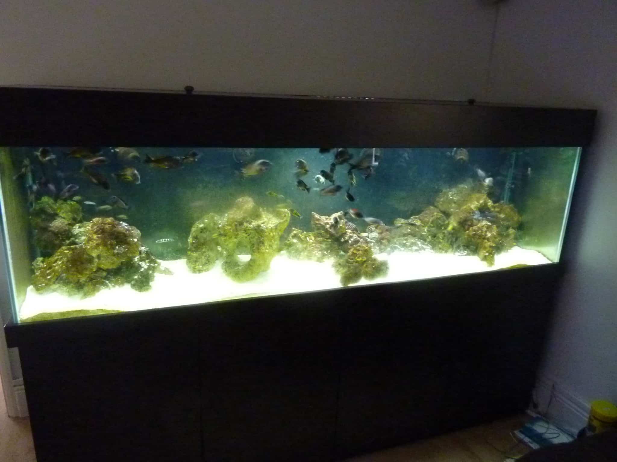 JBL AquaT Handy Fish Tank Glass Cleaner Review Tropical Fish Site