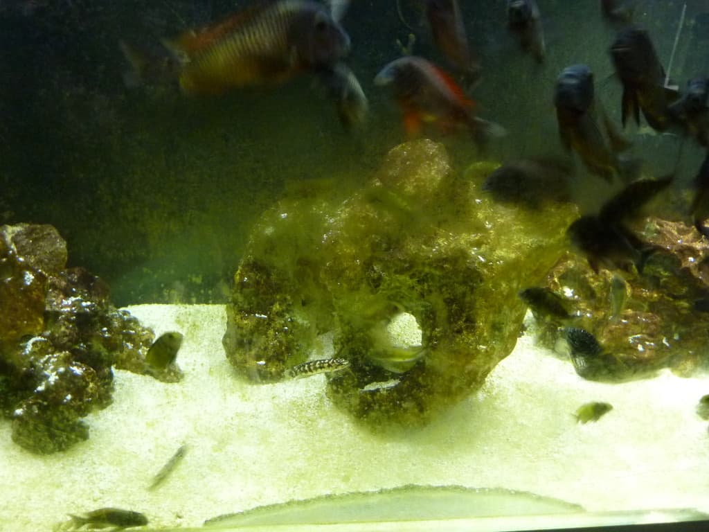 Before using JBL Aqua-T Handy Aquarium Glass Scraper close up