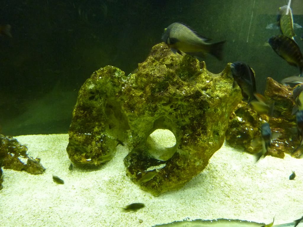 Close up after using JBL Aqua-T Handy Aquarium Glass Scraper