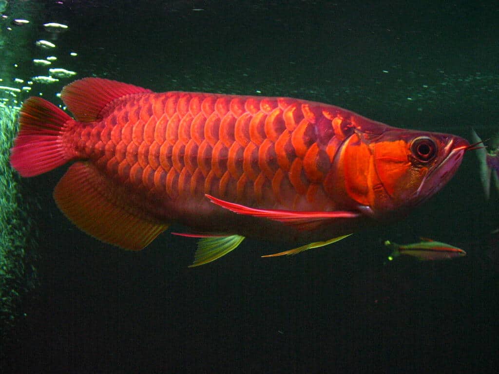 Super Asian Arowana - Scleropages - Tropical Fish Site