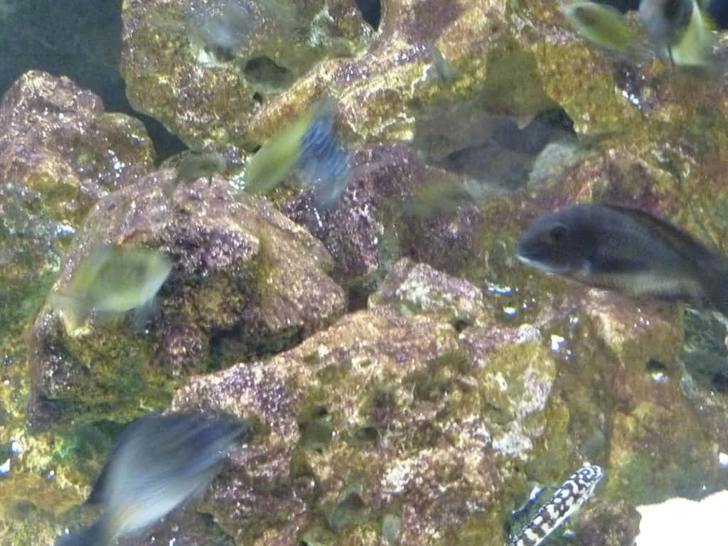 Mature Ocean Rock