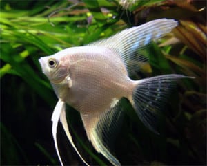 platinum angelfish for sale