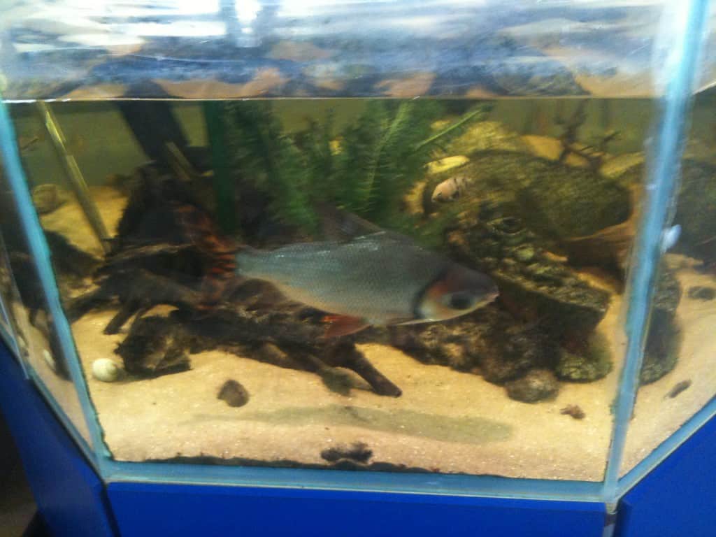 Tong Garden Centre Fish Store Review Tropical Fish Site