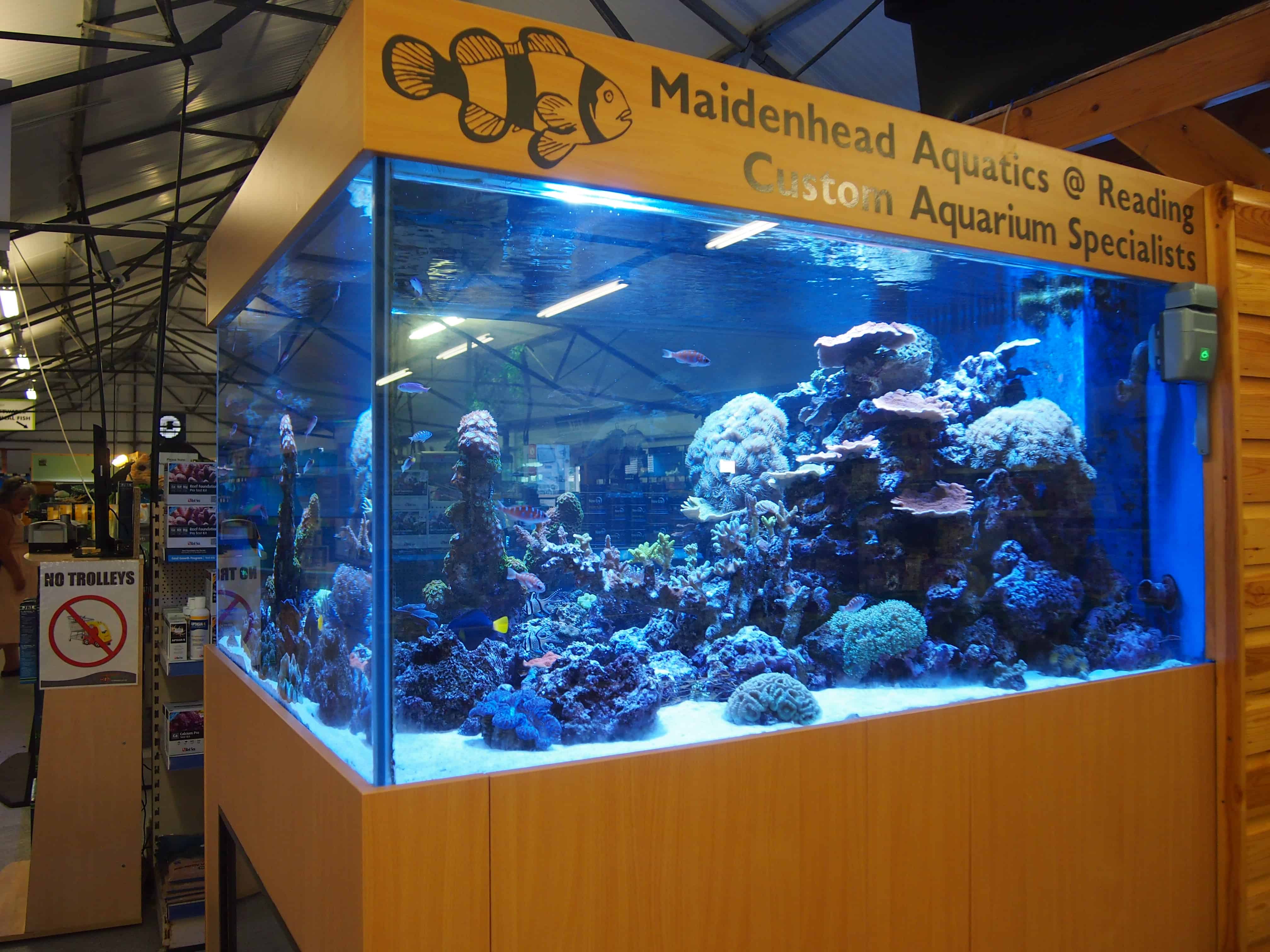 ornamental fish store near me