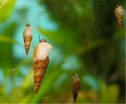 water snails in fish tank