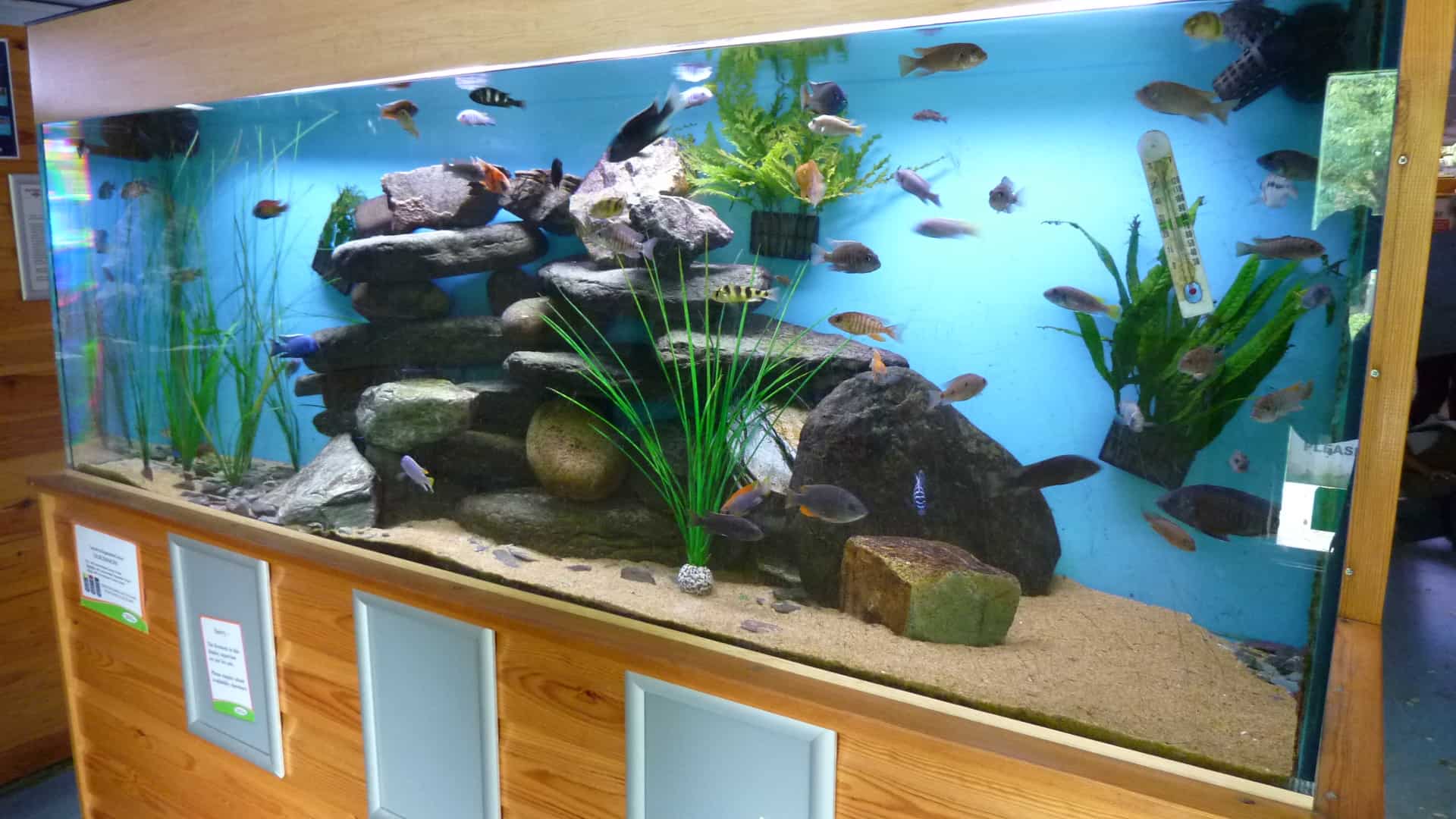Southampton Maidenhead Aquatics Fish Store Review Tropical Fish Site