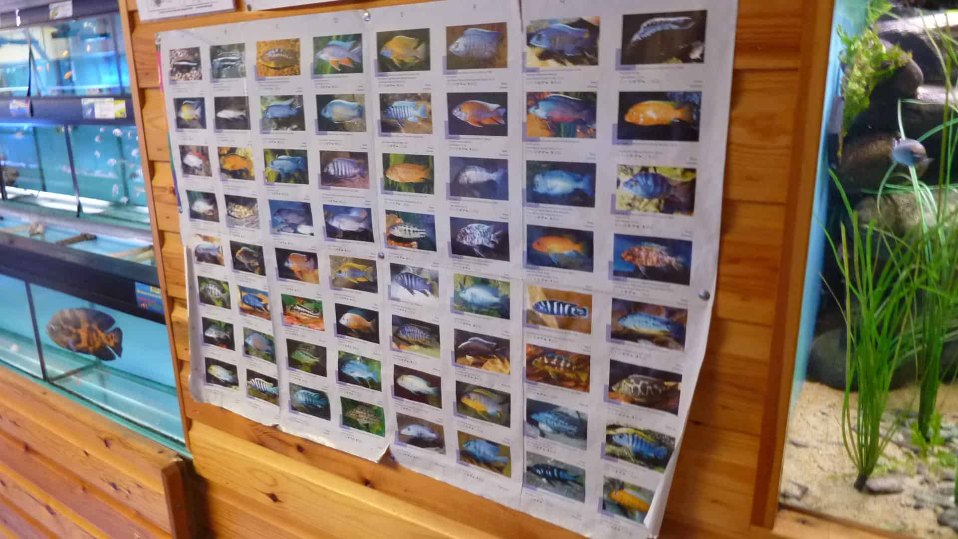 Southampton Maidenhead Aquatics Fish Store Review Tropical Fish Site