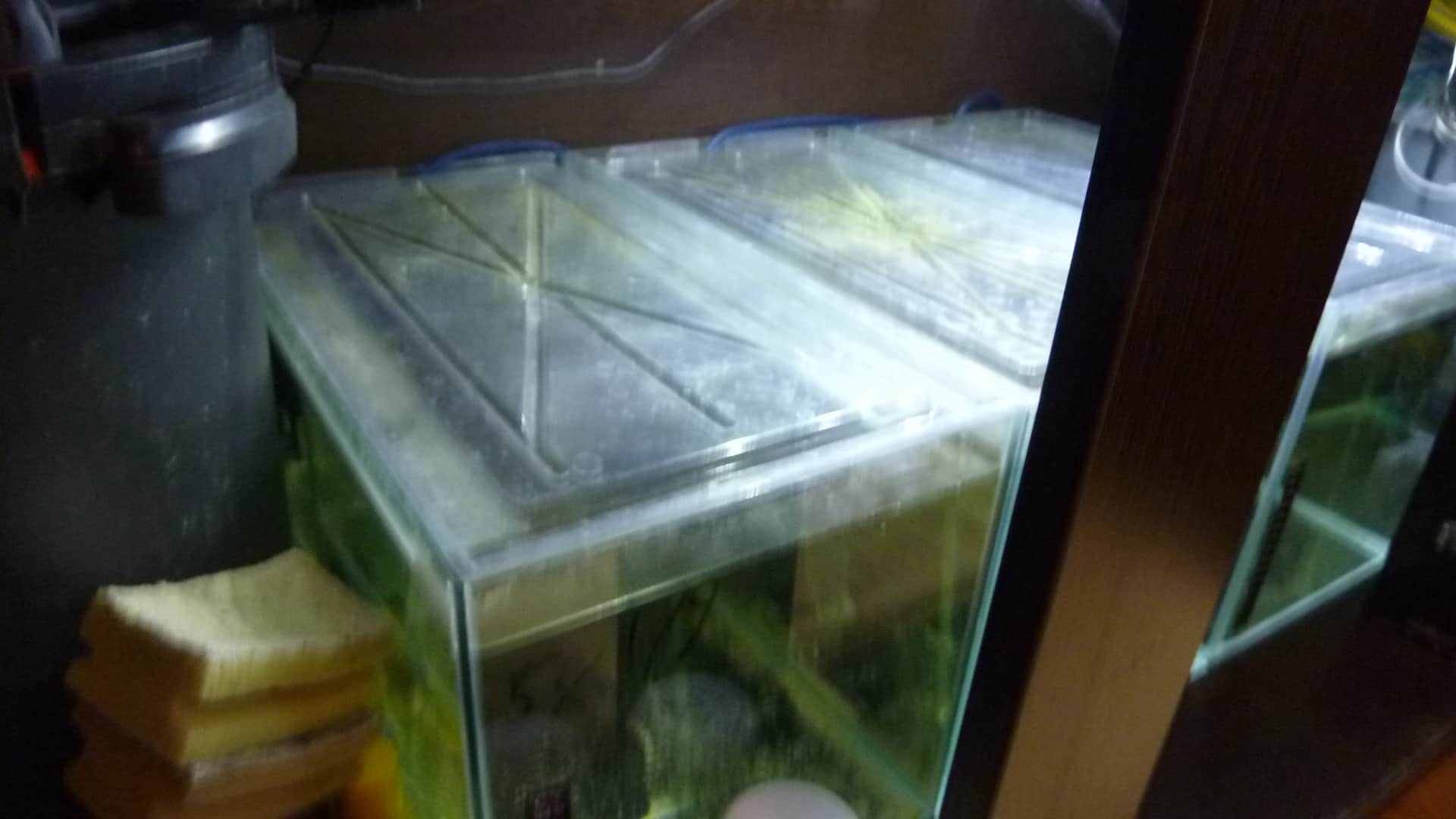 How To Set Up A Hospital Quarantine Fish Tank Tropical Fish Site