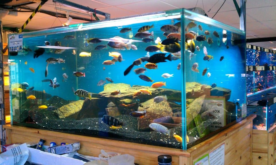 Opmerkelijk Rustiek terras A Beginner's Guide To Tropical Fish Tanks And Aquariums - Tropical Fish Site