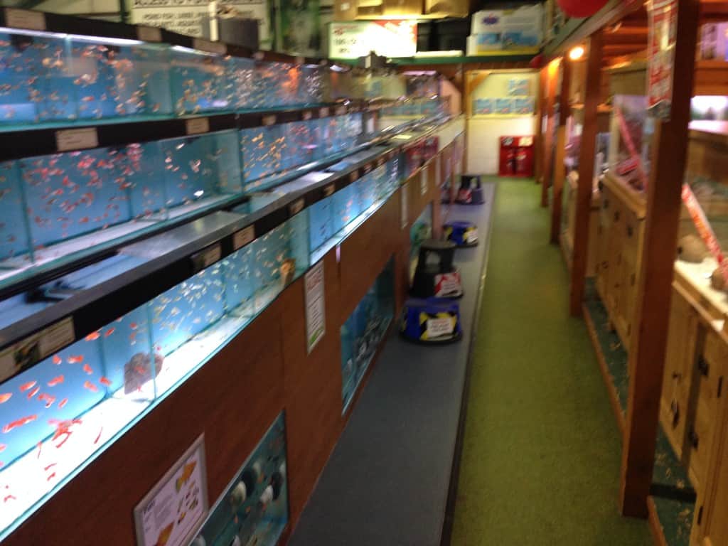 IMG_0682 Tropical Fish Site