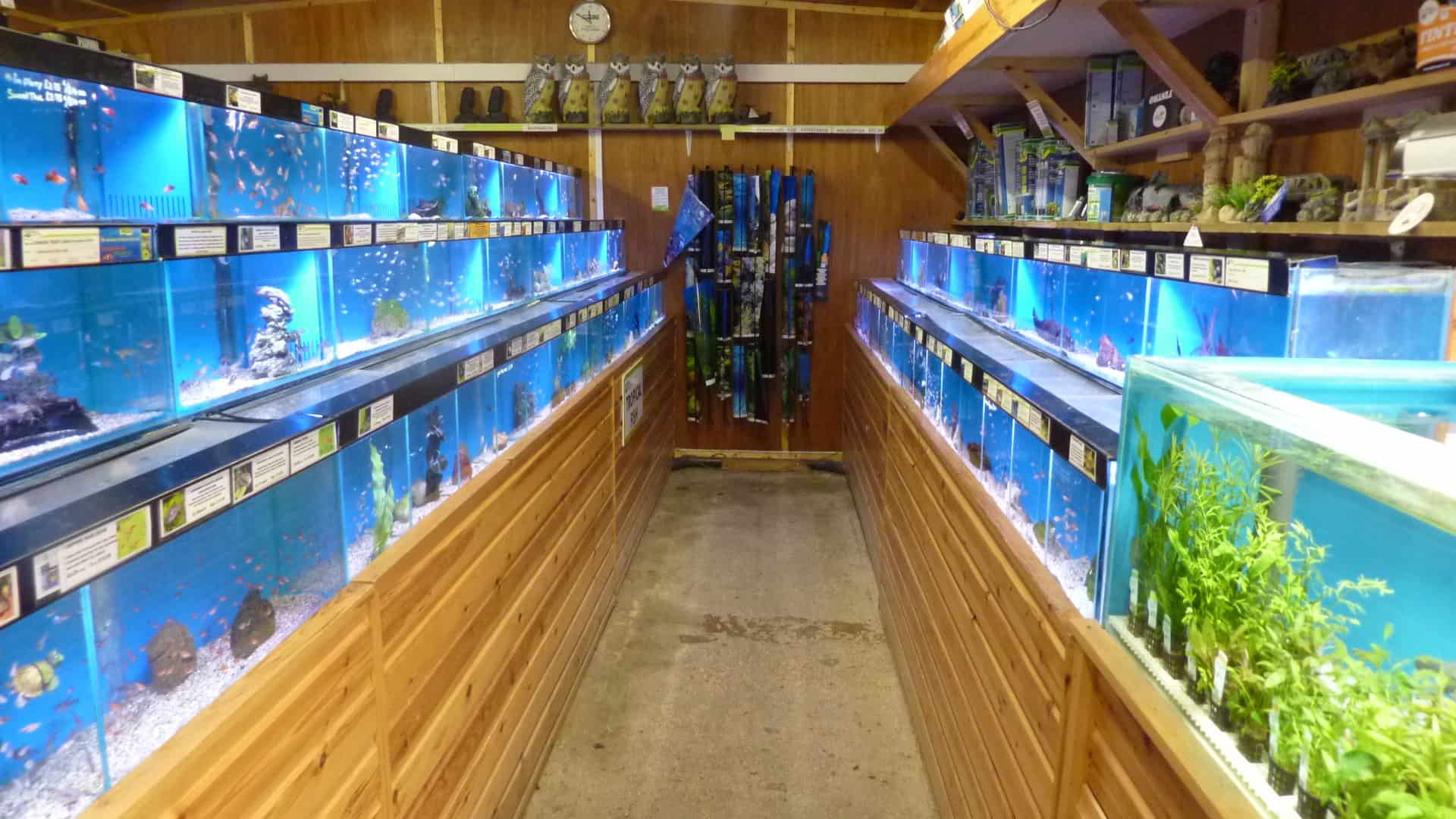 Booker Maidenhead Aquatics Fish Store Review - P1040676