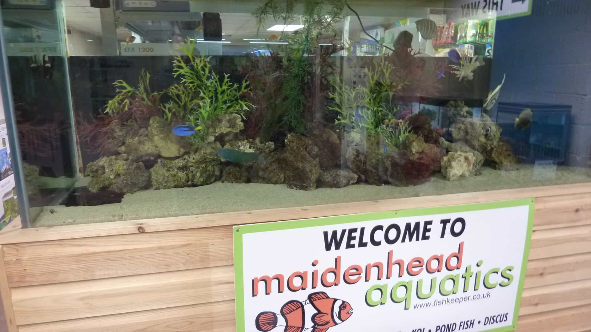 Aylesbury Maidenhead Aquatics Fish Store Review Tropical Fish Site