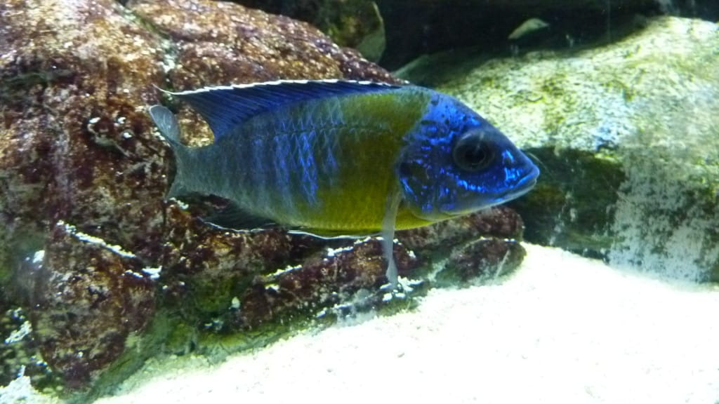 Aulonocara Malauna