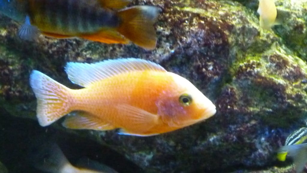 Aulonocara Firefish
