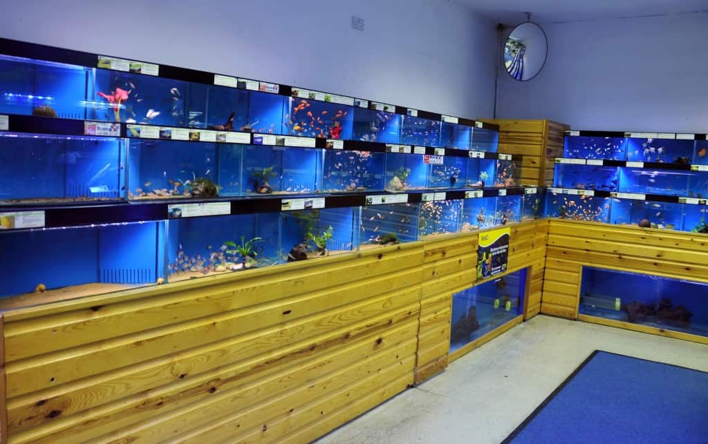 Woodford Maidenhead Aquatics Fish Store Review Tropical Fish Site