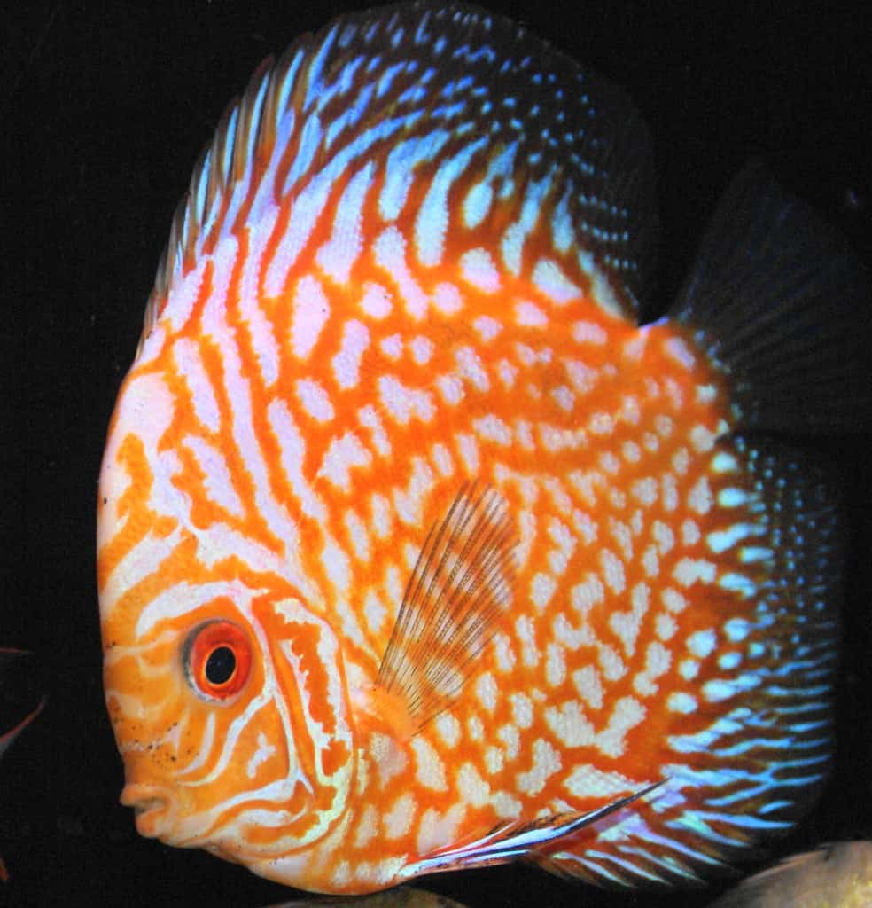 Gatwick Maidenhead Aquatics Fish Store Review Tropical Fish Site