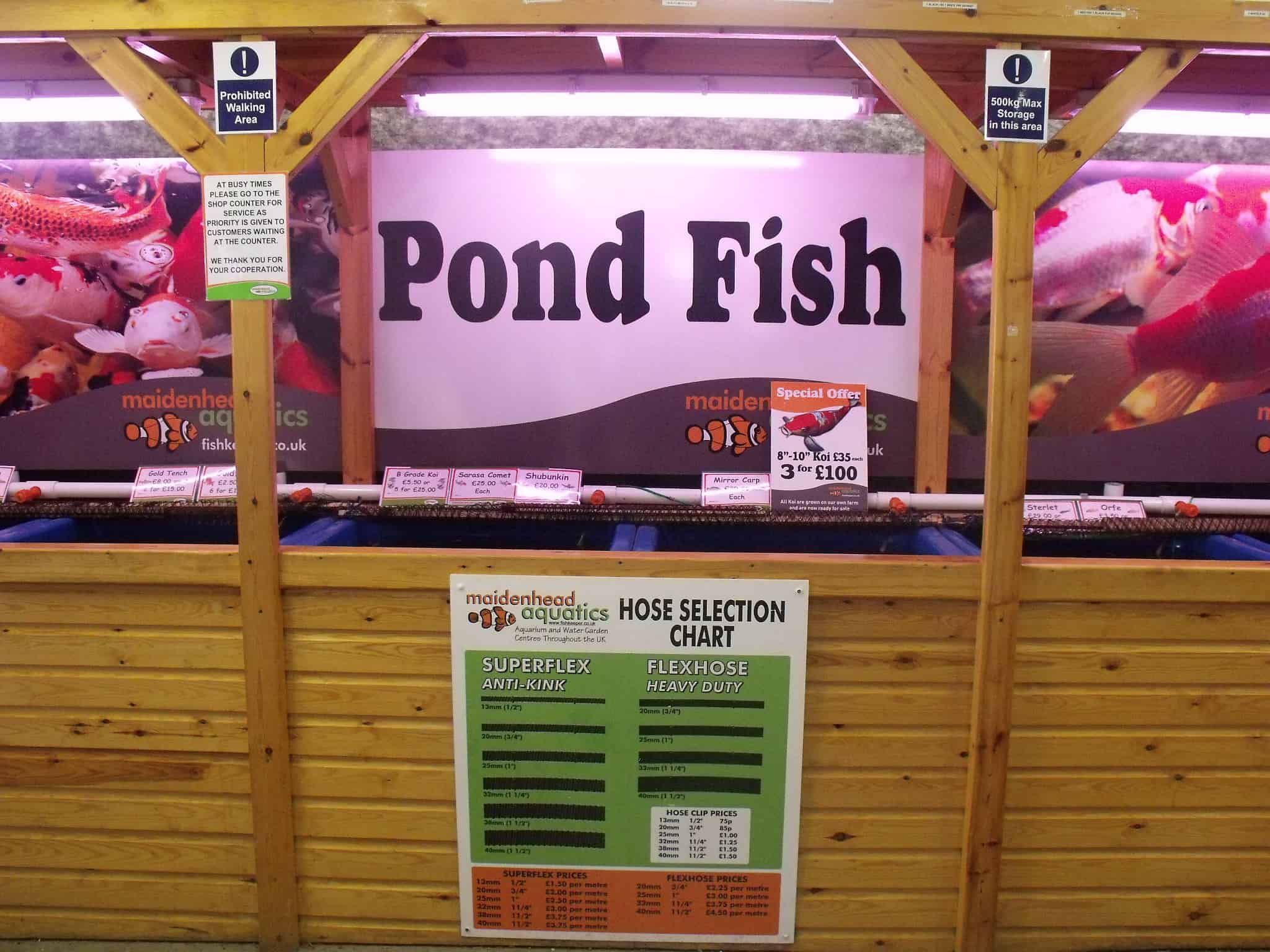 Stokesley Maidenhead Aquatics Fish Store Review Tropical Fish Site