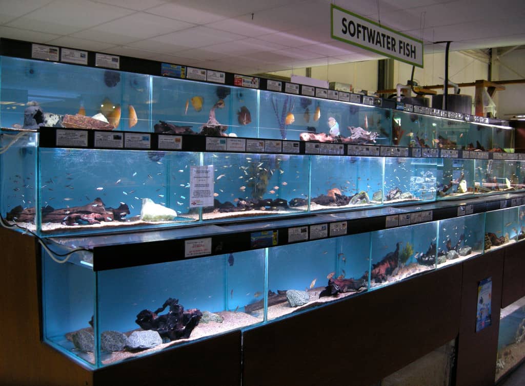 Crowland Maidenhead Aquatics Fish Store Review Tropical Fish Site