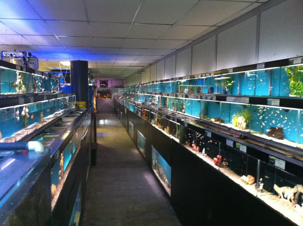 Woking Maidenhead Aquatics Fish Store Review - Image Copy 31001 1024x764