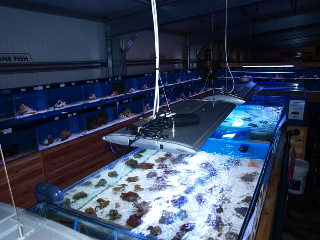 Cardiff Maidenhead Aquatics Fish Store Review Tropical Fish Site