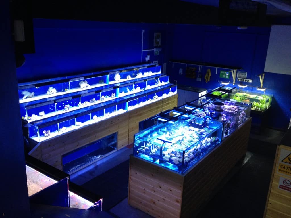 Coventry Maidenhead Aquatics Fish Store Review Tropical Fish Site