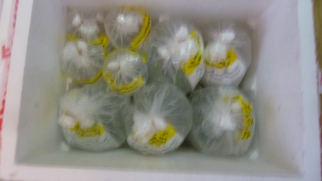 Guide To Buying Tropical Fish Online Tropical Fish Site