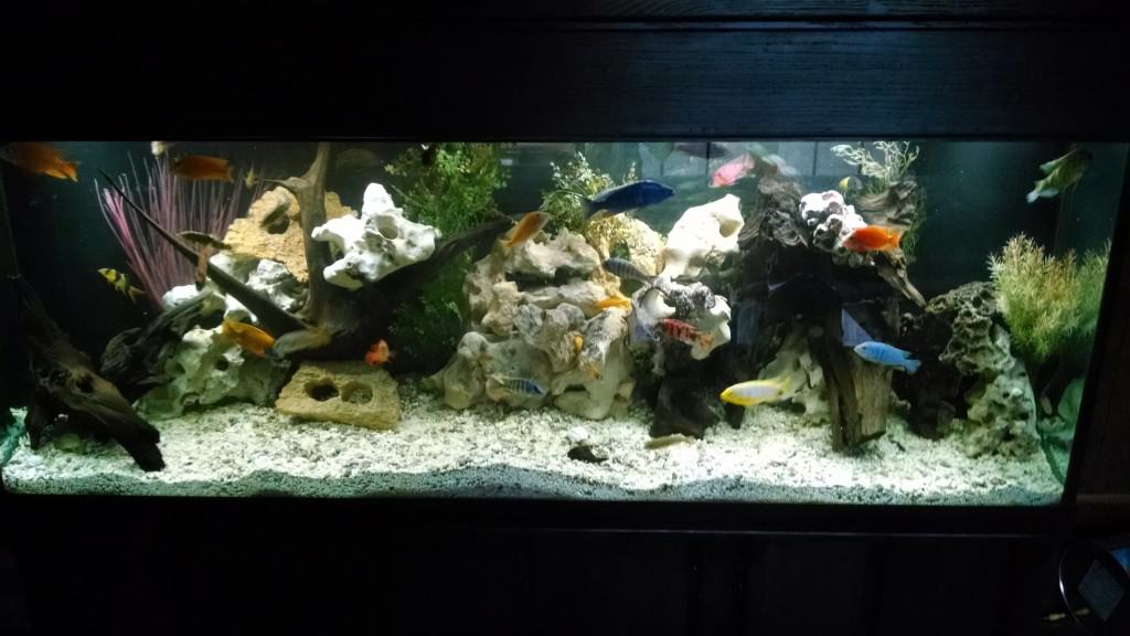 Malawi Aquarium 180l