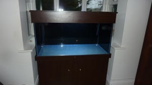 Should I Put A Background On My Fish Tank Aquarium – Tropical Fish Site