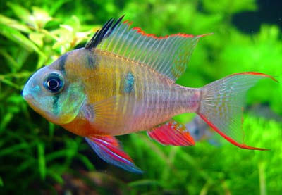 Aquarium cichlidés nain Mikrogeophagus-altispinosus