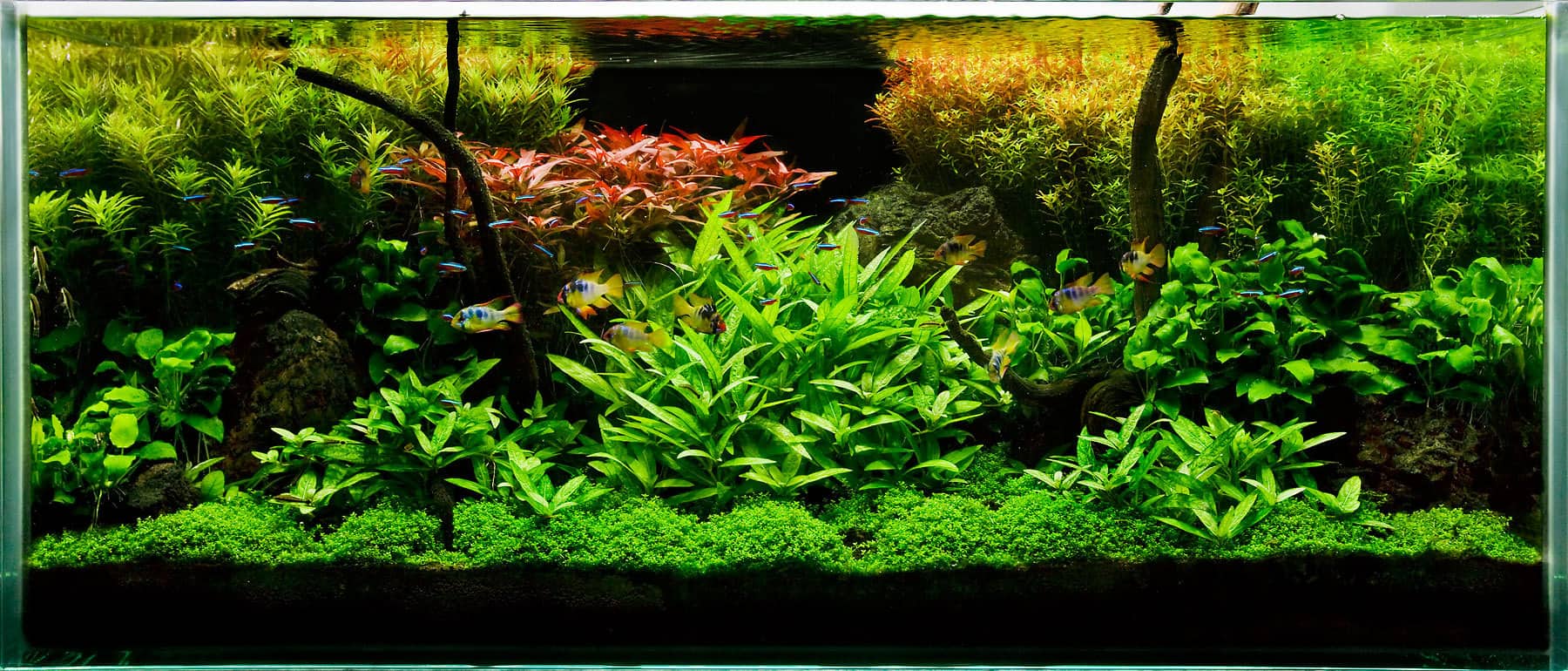The Key To A Successful Planted Fish Tank Aquarium - Tropical Fish Site