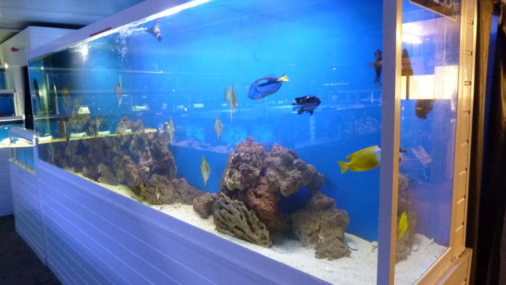 Swallow Aquatics Colchester Fish Store Review Tropical Fish Site