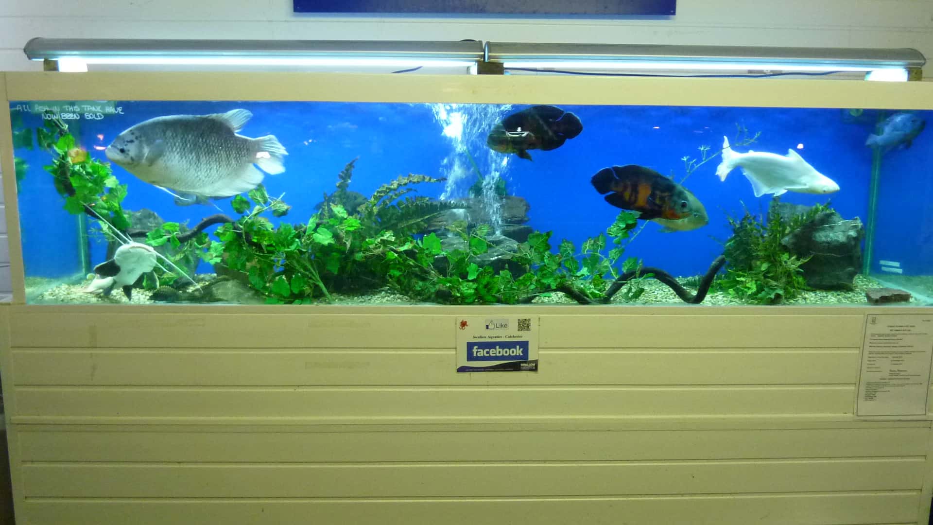 Brigg Maidenhead Aquatics Fish Store Review - Tropical 