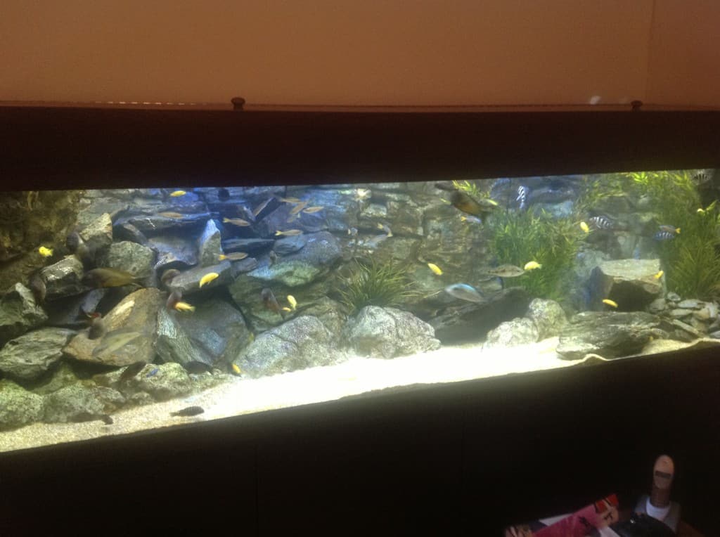 Gold Label Pond And Aquarium Sealer Review Tropical Fish Site