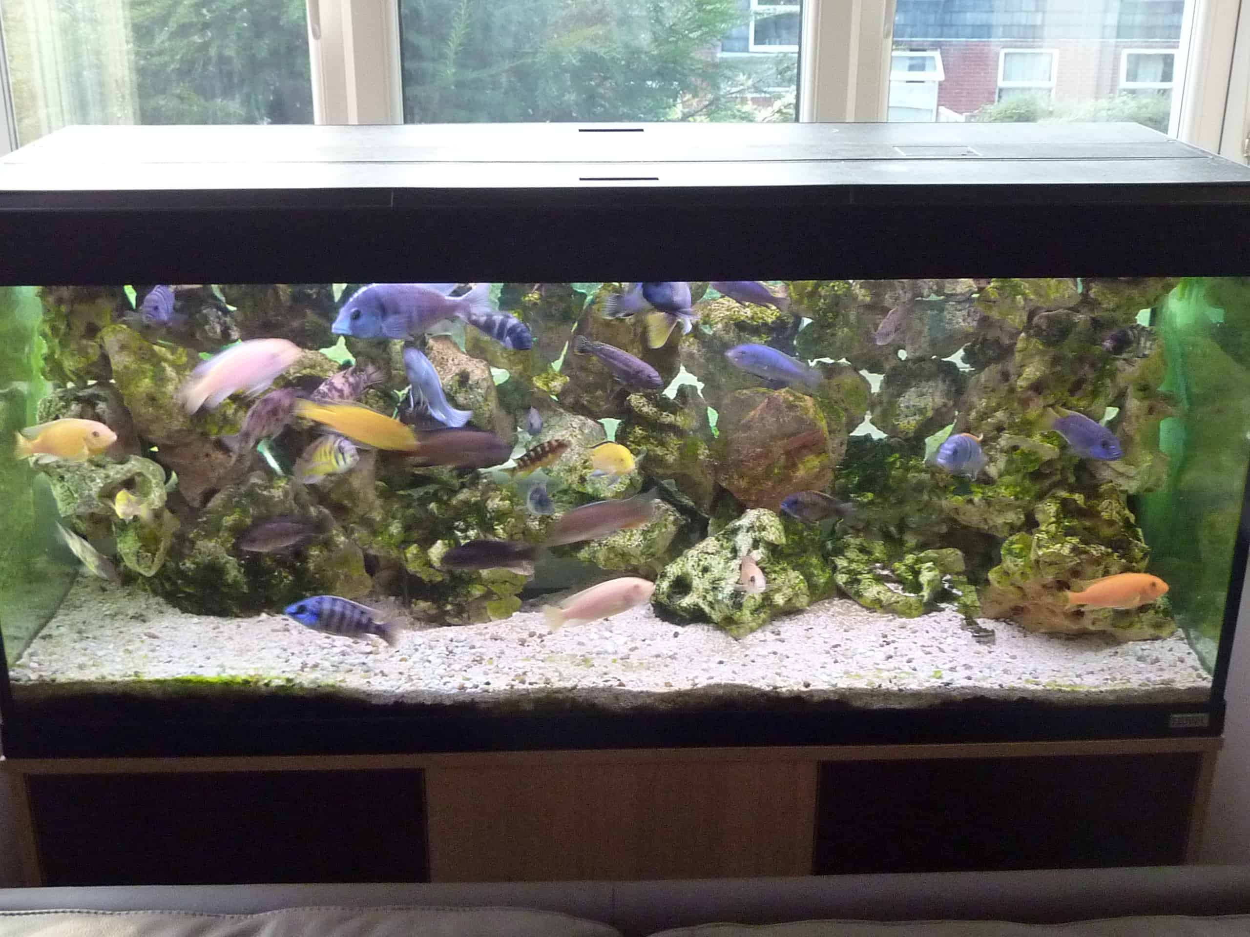 Tropical fish sales cost