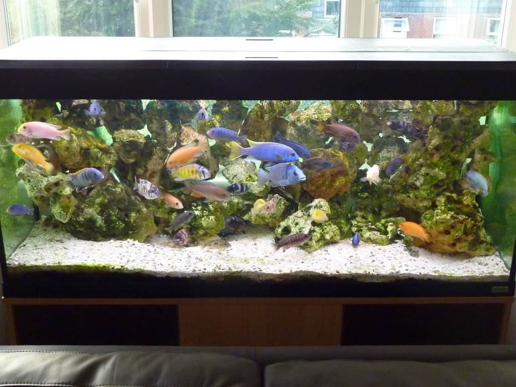 Welche Fische Können In Ein 240 Liter Aquarium 240 Litre Malawi Aquarium - Tropical Fish Site