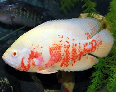 oscar tropical fish