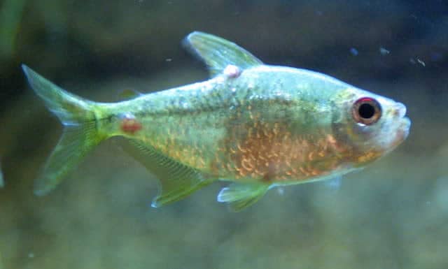 Body Flukes Fish Disease – Tropical Fish Site