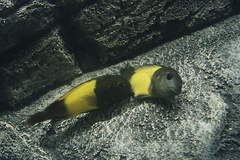 www.tropicalfishsite.com