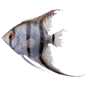 Ragged Tail Fin Fish Disease - Tropical Fish Site