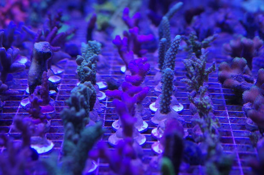 Aquatic Design Centre Fish Store Review Tropical Fish Site