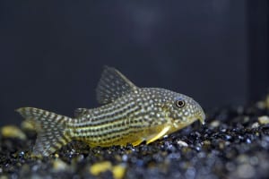 sterbas-corydoras-catfish