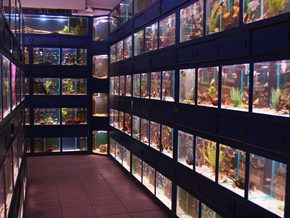 Wharf Aquatics Fish Store Review - Tropical2