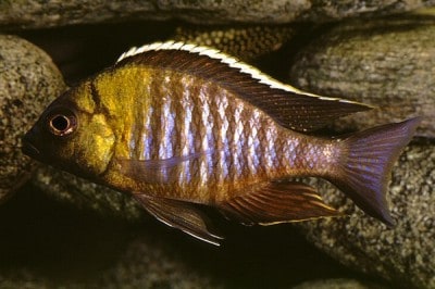 Lethrinops Micrentodon Lethrinops Sp. Micrentodon Makokola Tropical