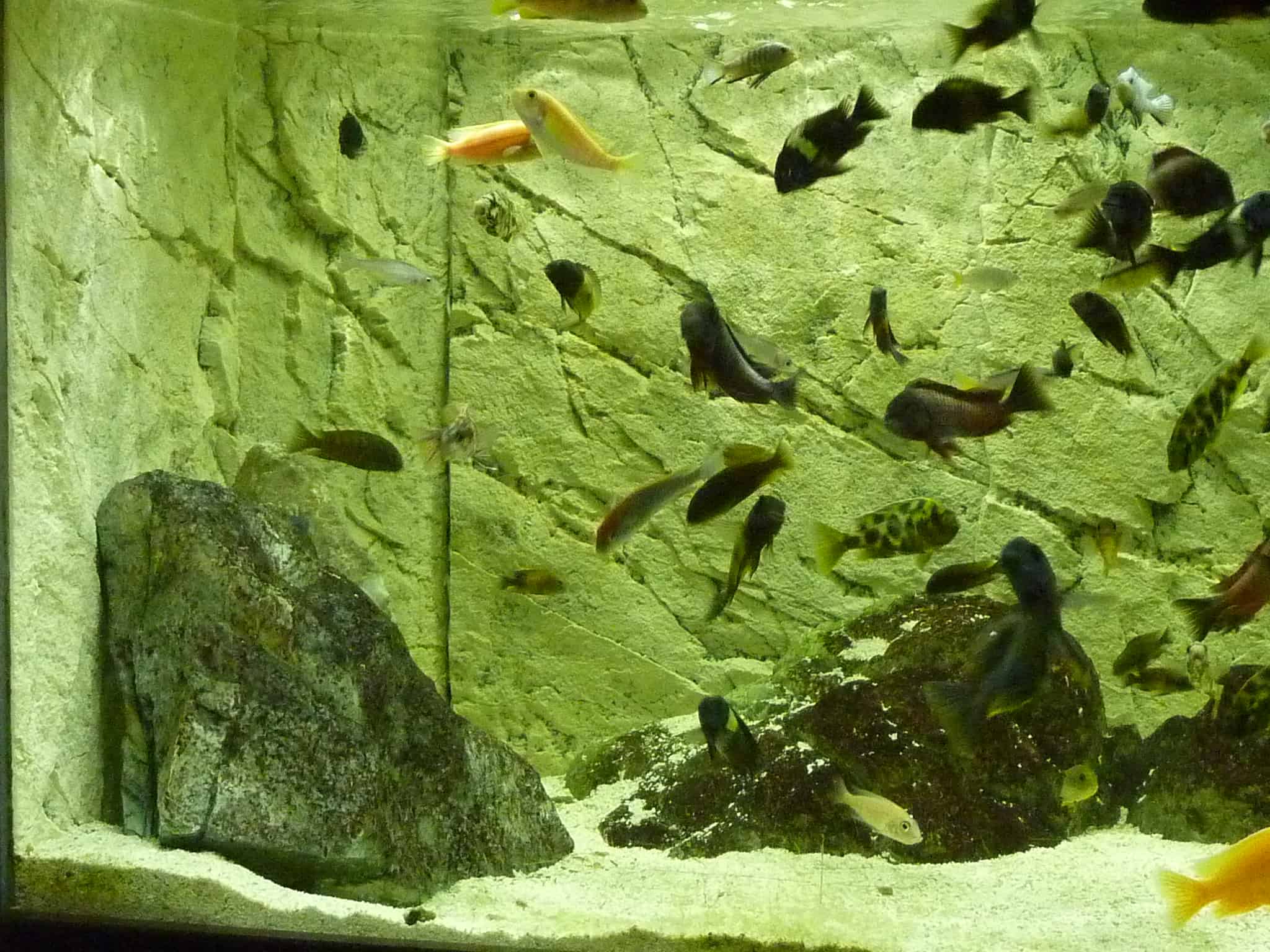 Back To Nature Slimline 3D Background Review Tropical Fish Site