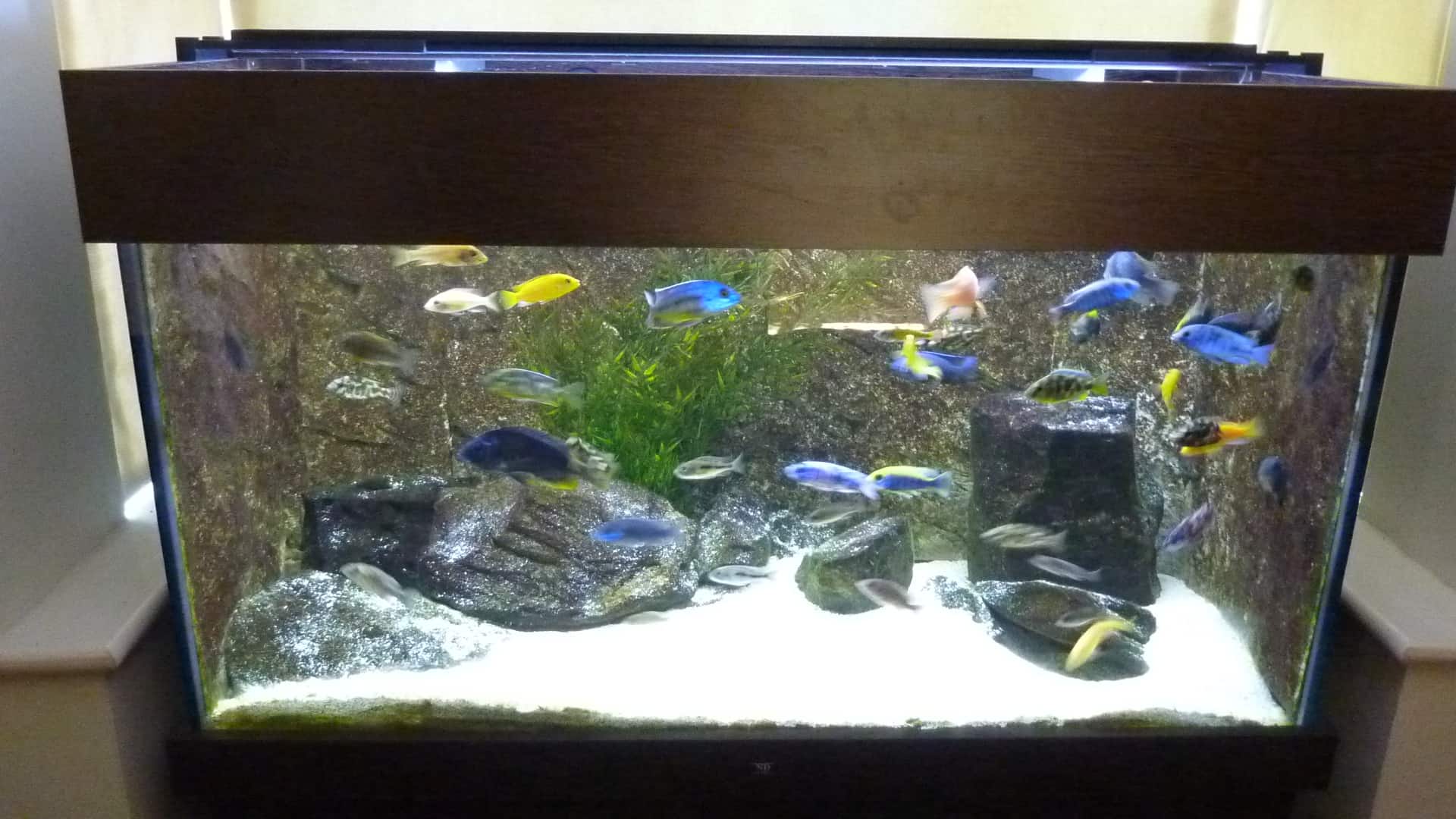 Should I Put A Background On My Fish Tank Aquarium - Tropical Fish Site